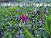 Elad� H�z, Zam�rdi