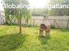 Hívja a Tulajdonost: Papp Péter +36208235744 Hívja a Tulajdonost: Papp Péter +36208235744