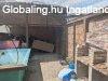 Kertkapcsolatos otthon k�zponti helyen - Mosonmagyar�v�r